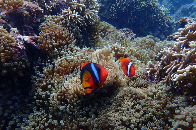 Kenting, Taiwan｜Snorkeling Free underwater photography One-on-one with instructor｜Taiwan Diving Snorkeling - Traveling to Kenting National Park’s water