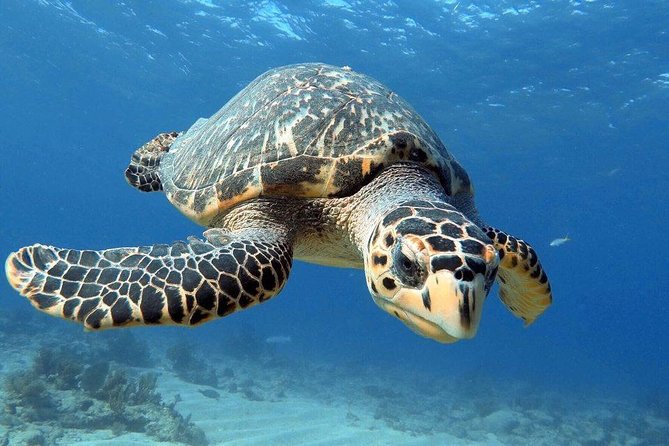 Key Largo 2 Tank Dive trip - What the four-and-a-half-hour trip is really like