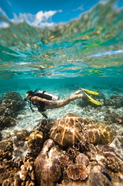 Key Largo: Molasses Reef Novice to Intermediate Dive - Key points to know before booking