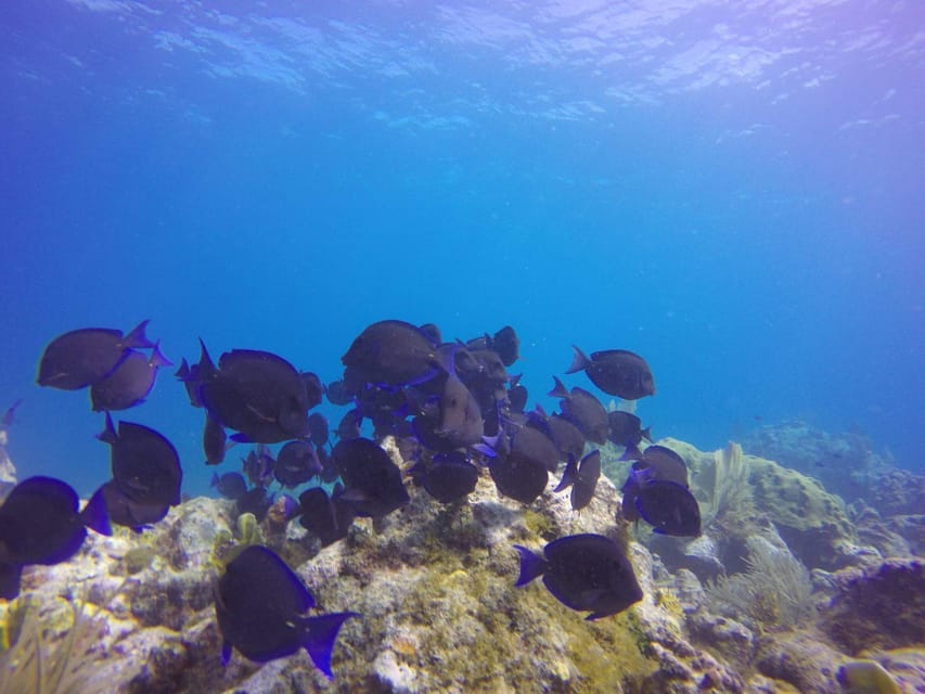 Key Largo: Molasses Reef Novice to Intermediate Dive - Clear Gulf Stream water and what you may see