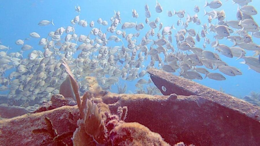 Key Largo: Molasses Reef Novice to Intermediate Dive - Equipment, certification, and guide support