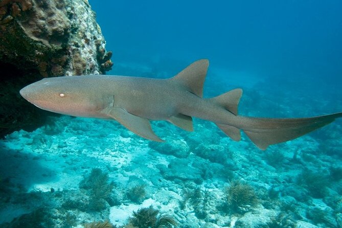 Key Largo Scuba Trip, 2 Location - 65 Min Per Site - Two long sessions, not a rushed reef visit