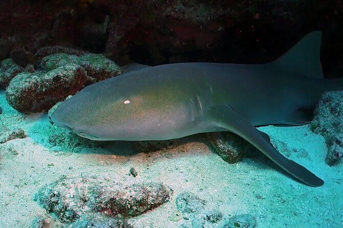 Key Largo Scuba Trip, 2 Location - 65 Min Per Site - What the crew adds to the day