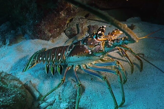 Key Largo Scuba Trip, 2 Location - 65 Min Per Site - What $105 buys you