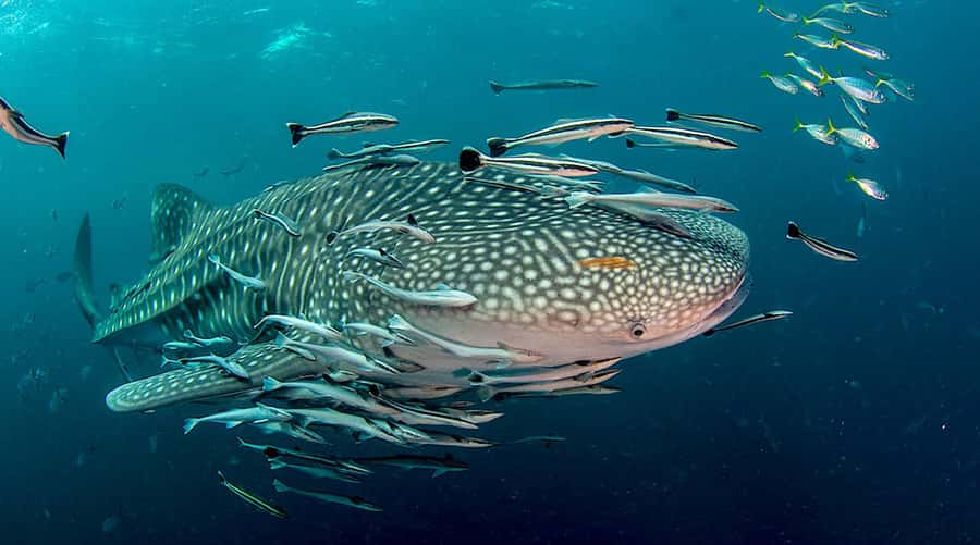 Ko Tao: Open Water Scuba Diving 4-Day Course - Key points at a glance