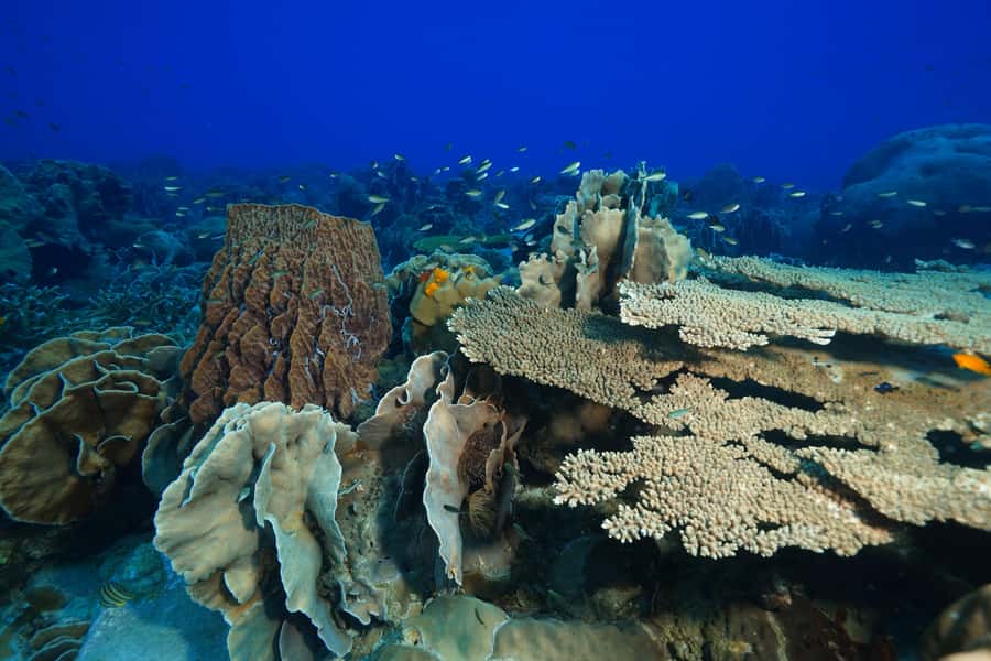 Koh Chang: 1-Day Dive Trip to Top Underwater Sites - Final verdict: Is it worth booking?