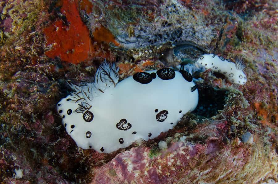 Koh Chang: 1-Day Dive Trip to Top Underwater Sites - Equipment for scuba, free-diving, and snorkeling