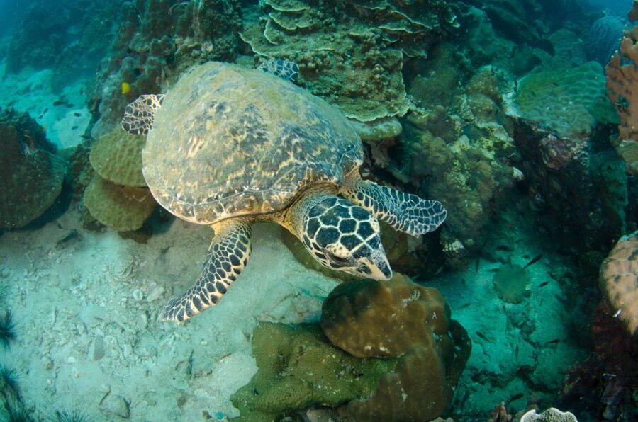 Koh Chang: 1-Day Dive Trip to Top Underwater Sites - Lunch, fruit, and the value of $107