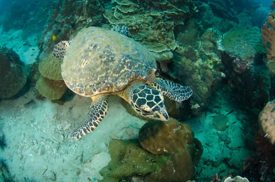 Koh Chang: 1-Day Dive Trip to Top Underwater Sites - Who should book this Koh Chang trip?