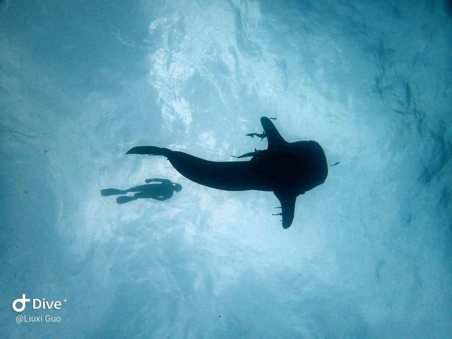Koh Chang: 1-Day Dive Trip to Top Underwater Sites - Practical planning before you book