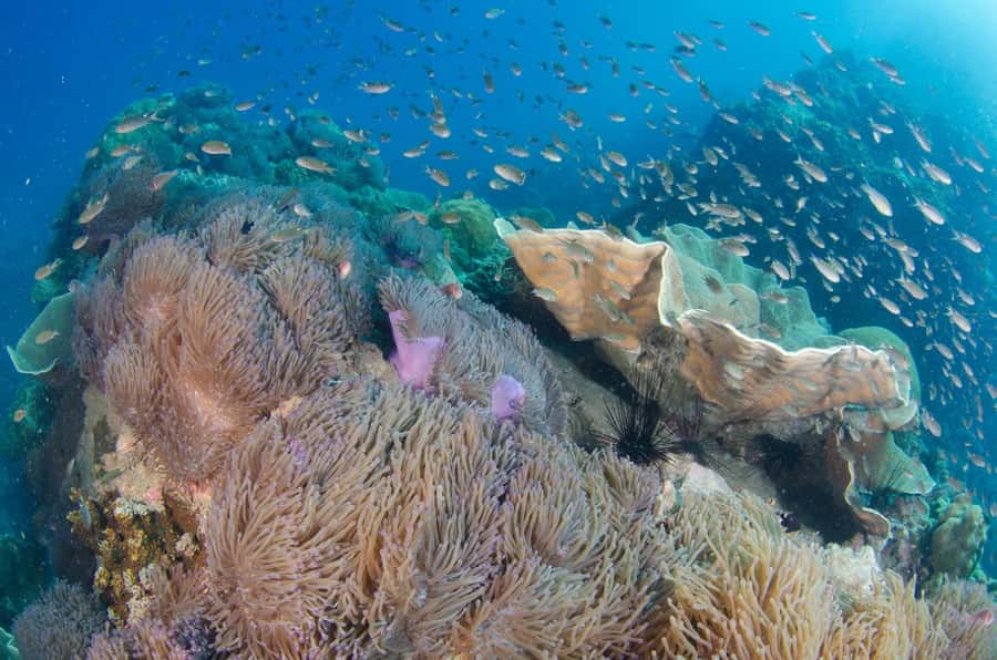 Koh Chang: 3-Day PADI Open Water Scuba Dive Course - Why Koh Chang works for a first scuba course