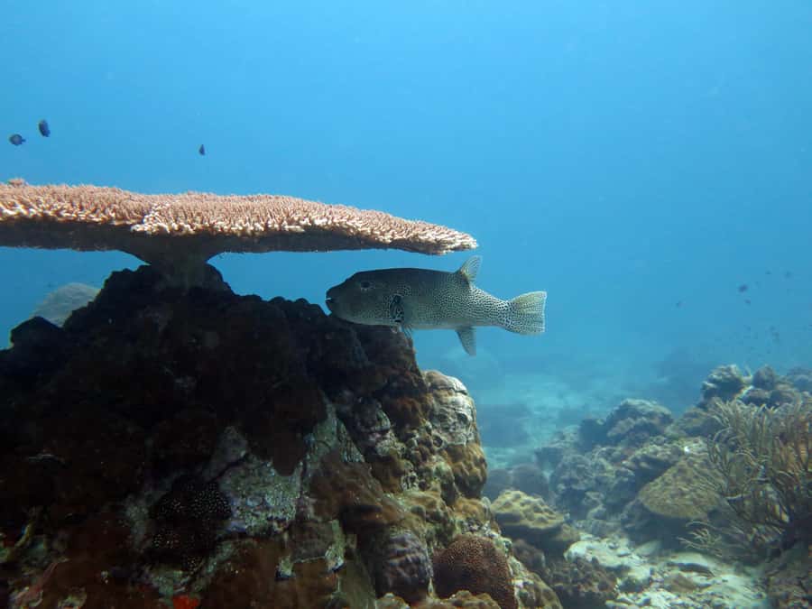Koh Chang: Discover Scuba Diving for Beginners with 2 Dives - Who will get the most from this experience