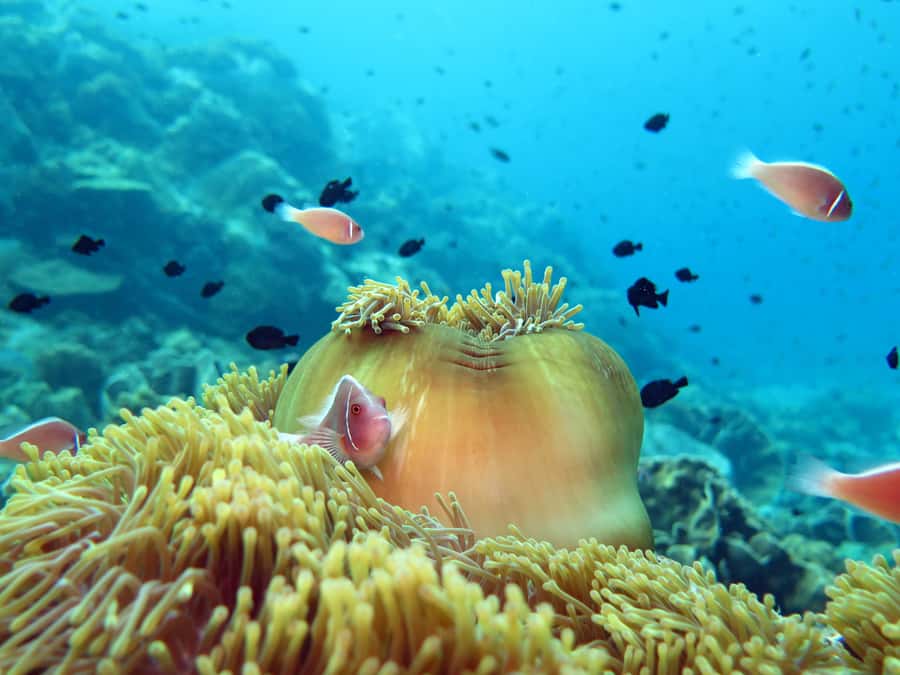 Koh Chang: Discover Scuba Diving for Beginners with 2 Dives - Koh Rang: the first major water stop