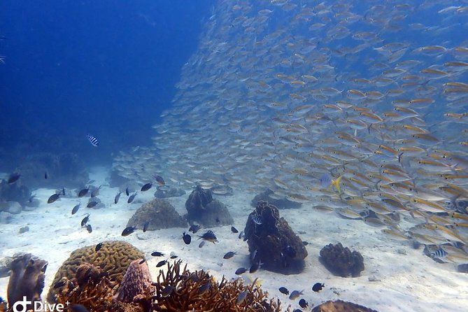 Koh Chang Dive Trip Including 3 Dives (Start at Koh Chang) - Choosing between the HTMS Chang and coral reefs