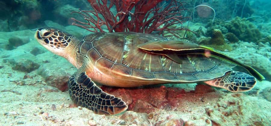 Koh Kood: Discover Scuba Diving for Beginners with 2 Dives - What to Bring for a Comfortable Day