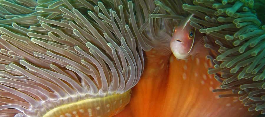 Koh Kood: Discover Scuba Diving for Beginners with 2 Dives - Is $160 Good Value?