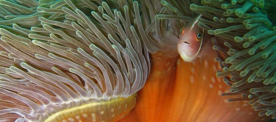 Koh Kood: Discover Scuba Diving for Beginners with 2 Dives - What the Small Group Changes