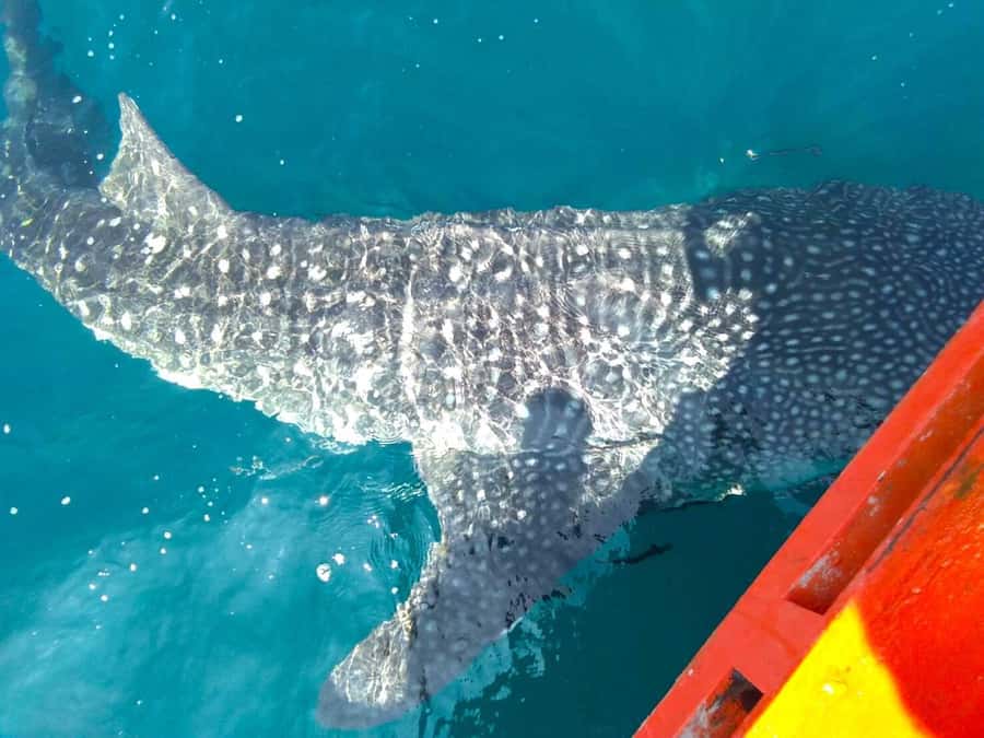 Koh Kood: Discover Scuba Diving for Beginners with 2 Dives - Who Should Book This Experience?