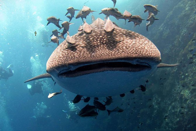 Koh Samui 2-Dive Trip to Sail Rock for certified divers - Key points to know before booking