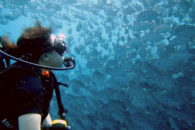 Koh Samui 2-Dive Trip to Sail Rock for certified divers - Starting at Discovery Divers Pier at 8 a.m.