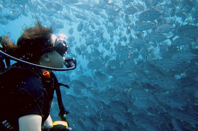Koh Samui 2-Dive Trip to Sail Rock for certified divers - Guidance for newer certified scuba guests