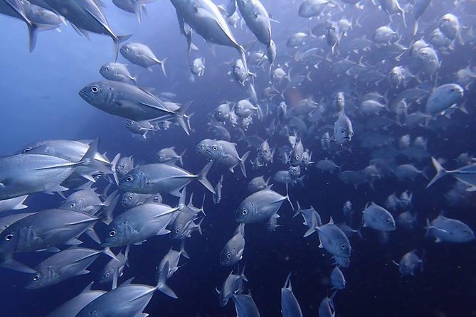 Koh Samui 2-Dive Trip to Sail Rock for certified divers - Is the $180.91 price fair?