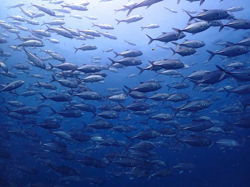 Koh Samui: 3-Day PADI Open Water Diver Course - The cost: what $672 buys you