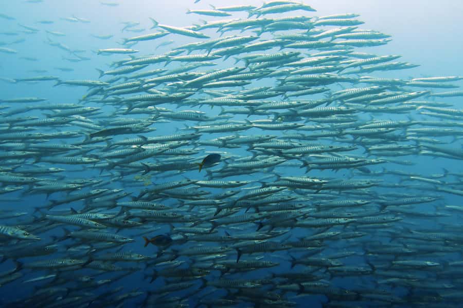 Koh Samui: Day Trip Diving at Sail Rock - Key points to know before booking