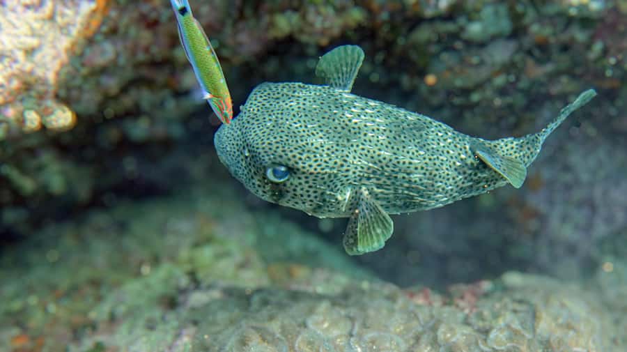 Koh Samui: Day Trip Diving at Sail Rock - The boat ride toward Hin Bai
