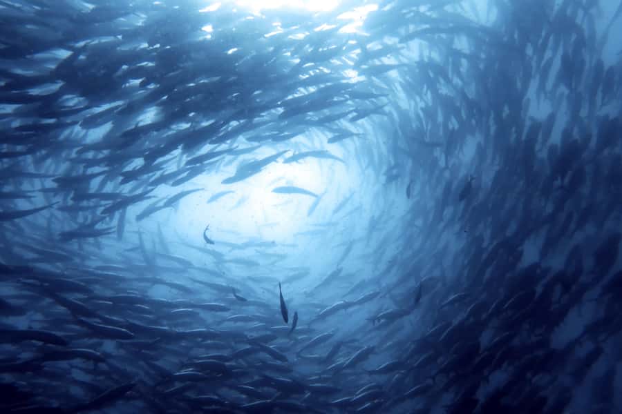 Koh Samui: Day Trip Diving at Sail Rock - Lunch between the two underwater sessions