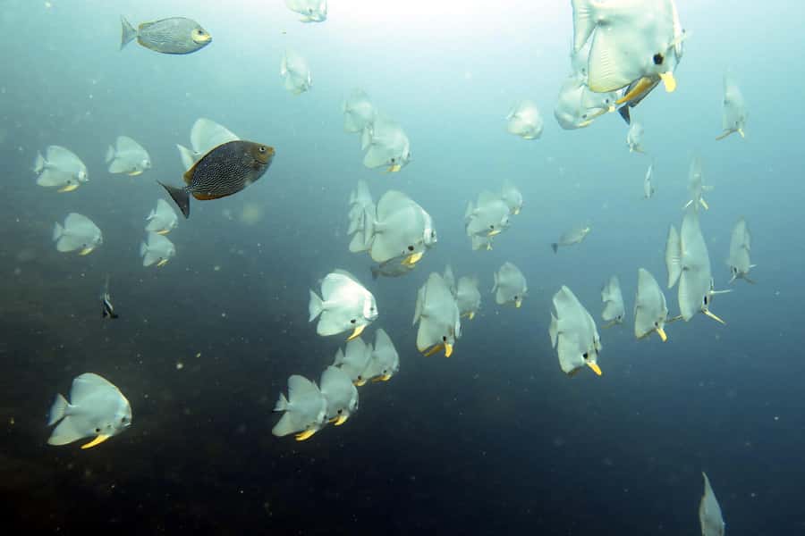 Koh Samui: Day Trip Diving at Sail Rock - The 8:00 a.m. hotel pickup