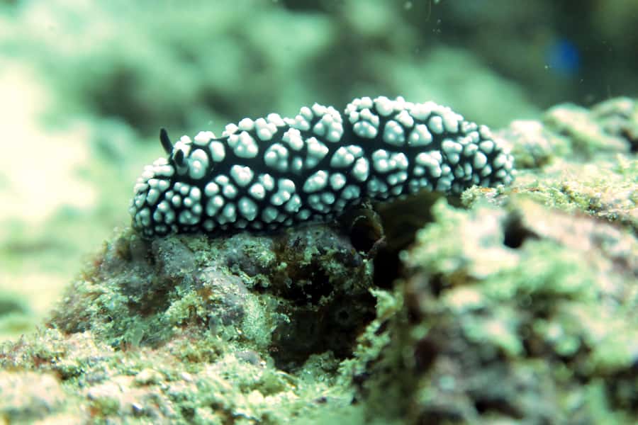 Koh Samui: Discover Scuba Diving - FAQ