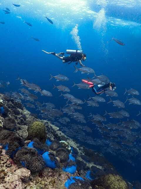 Koh Samui: Discovery Dive to Koh Tao or Sail Rock - Who should book this experience?