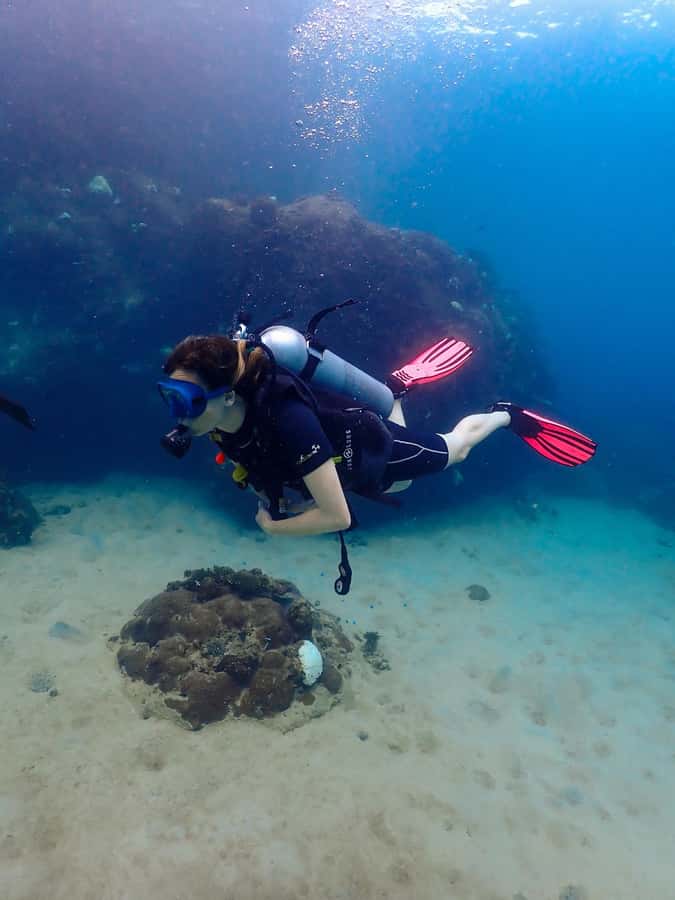 Koh Samui: Dive Tour to Koh Tao - Key points to know before booking