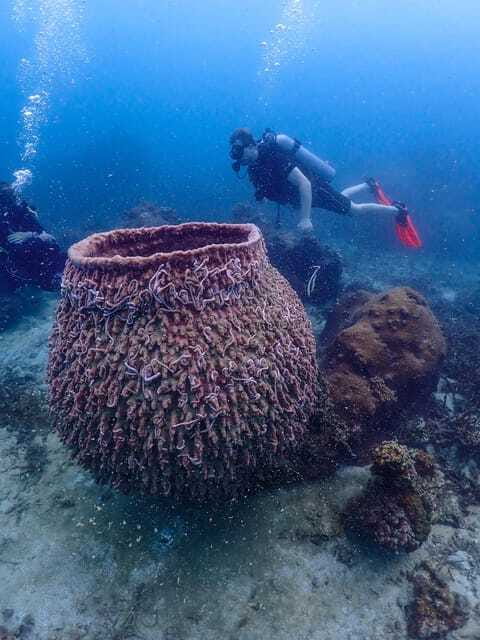 Koh Samui: Dive Tour to Koh Tao - Is $212 a fair price?