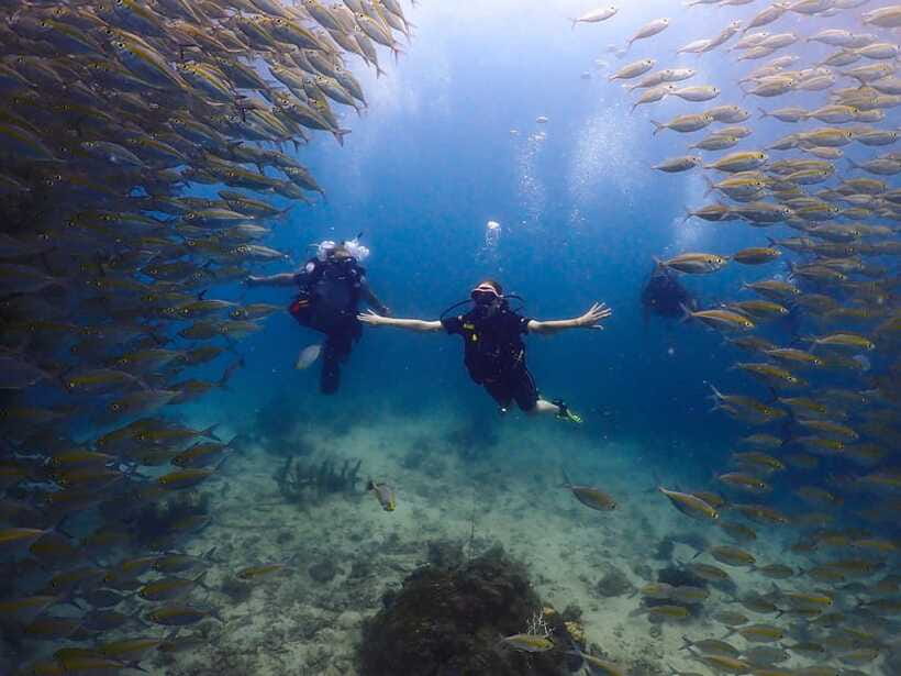 Koh Samui: Dive Tour to Koh Tao - Languages, cancellation, and small practical details