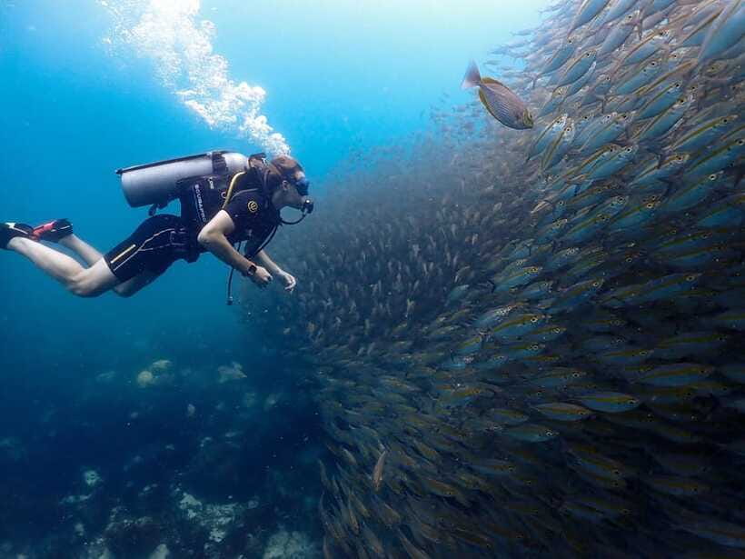 Koh Samui: Dive Tour to Koh Tao - Should you book the Koh Tao trip?