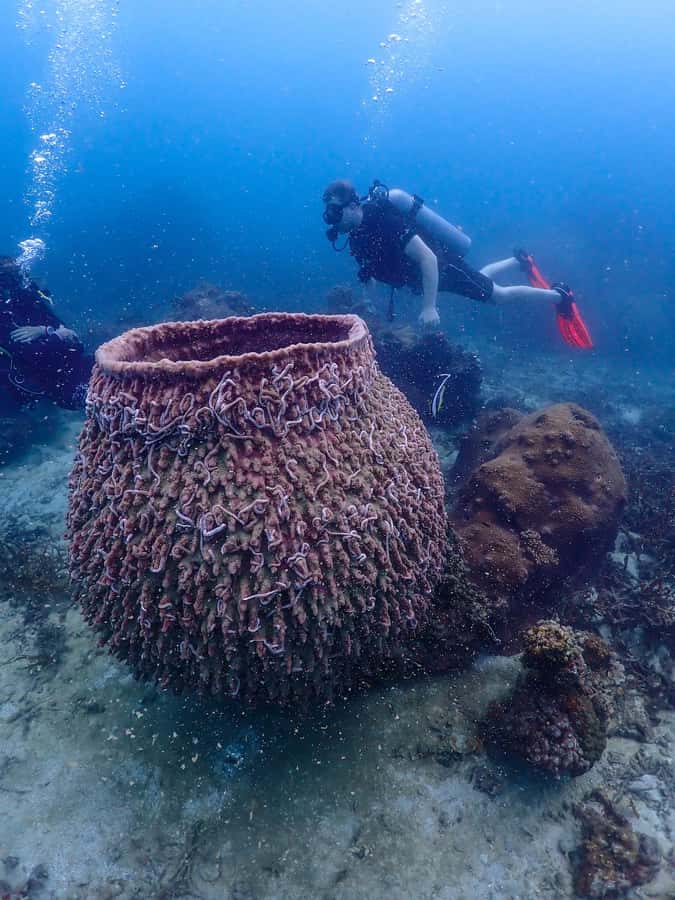 Koh Samui: Dive Tour to Koh Tao - Why Koh Tao works for a two-session day