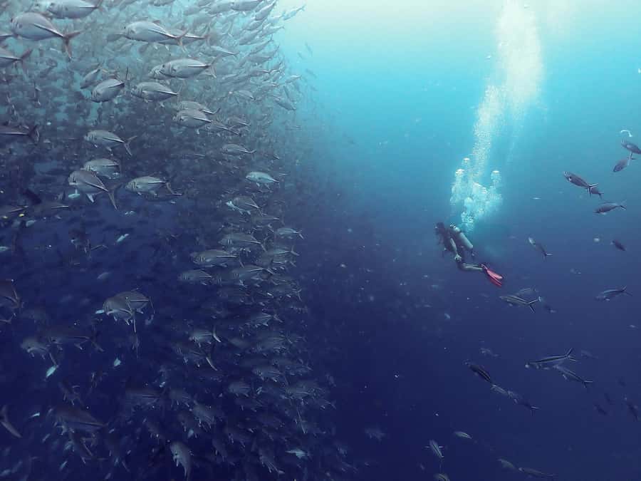 Koh Samui: Dive Tour to Sail Rock - Key points about the Sail Rock trip