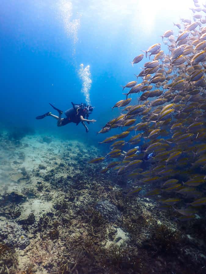 Koh Samui: Dive Tour to Sail Rock - Why Sail Rock earns the attention