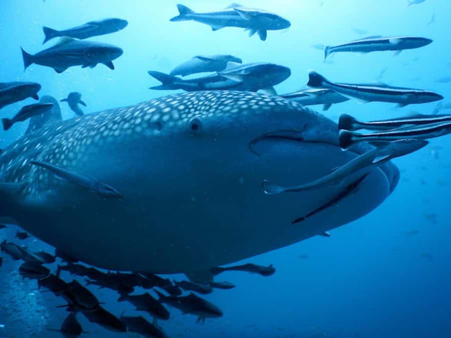 Koh Samui: Dive Tour to Sail Rock - The speedboat crossing to the Gulf