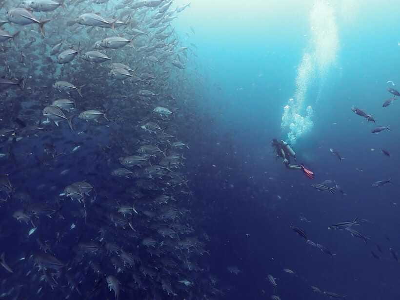 Koh Samui: Dive Tour to Sail Rock - What you see around Sail Rock
