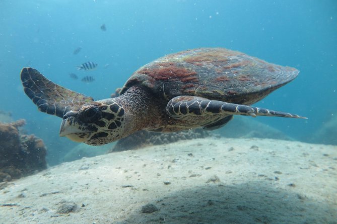 Koh Tao 2-Dive Day Trip from Koh Samui for certified divers - Why Koh Tao is worth the boat ride