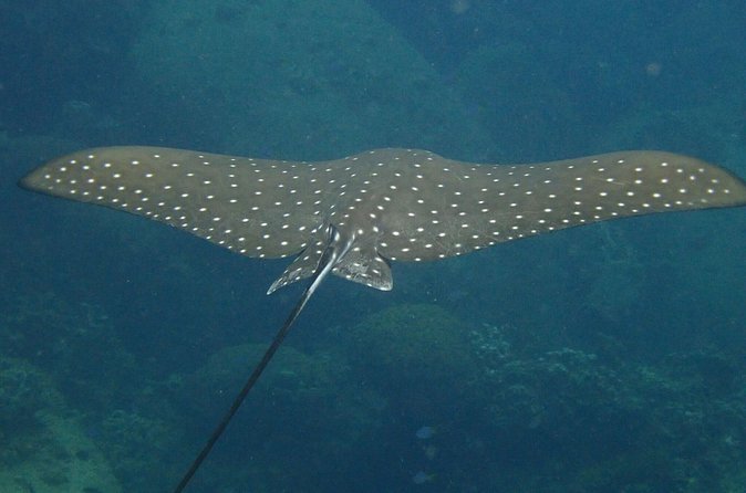 Koh Tao 2-Dive Day Trip from Koh Samui for certified divers - The underwater sessions and guide support