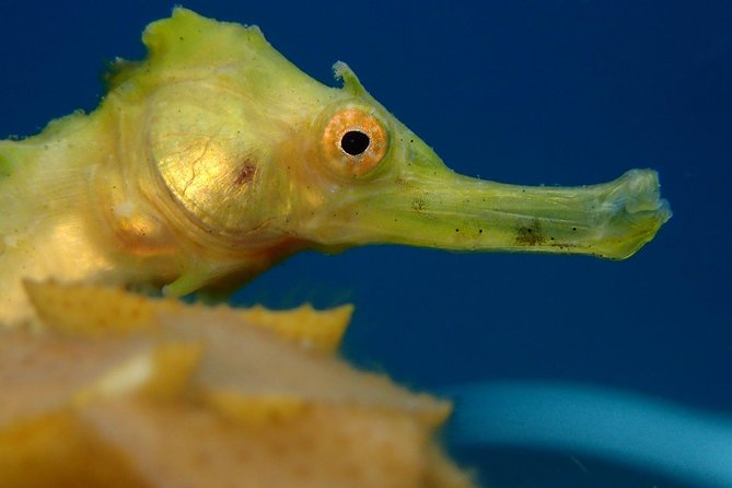 Koh Tao 2-Dive Day Trip from Koh Samui for certified divers - Lunch, equipment, and the real value of $187.43