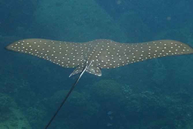 Koh Tao 2-Dive Day Trip from Koh Samui for certified divers - Safety, certification, and weather rules
