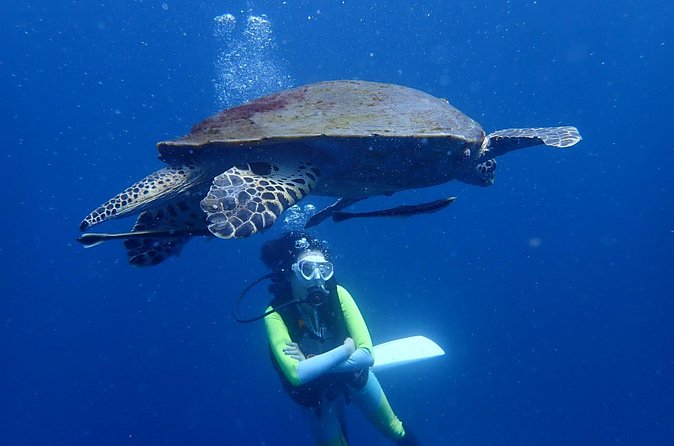 Koh Tao 2-Dive Day Trip from Koh Samui for certified divers - Who will enjoy this trip most