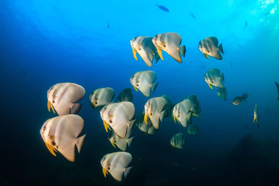 Koh Tao: PADI Premium Open Water Diver Course - Why Koh Tao works well for a first scuba course