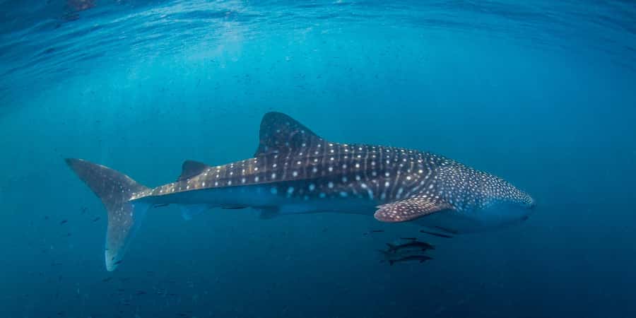 Koh Tao: PADI Premium Open Water Diver Course - Day two: theory, lunch, and two shallow ocean sessions