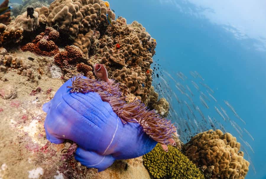 Koh Tao: PADI Premium Open Water Diver Course - What the $353 price really covers